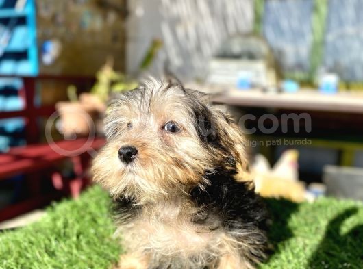 0 Numr Mini Boy Morkie Oğlumuz görsel