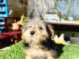 0 Numr Mini Boy Morkie Oğlumuz