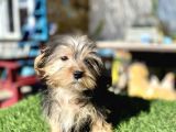 0 Numr Mini Boy Morkie Oğlumuz
