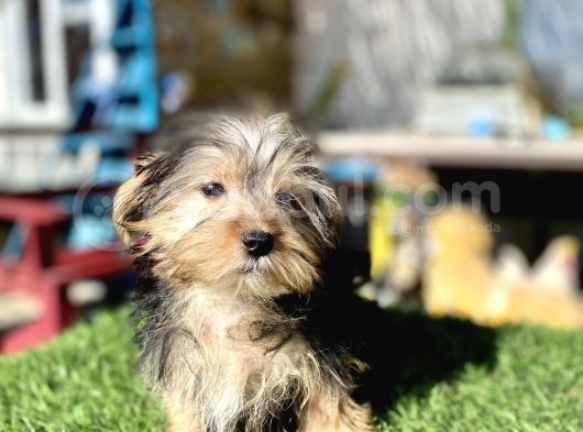0 Numr Mini Boy Morkie Oğlumuz görsel
