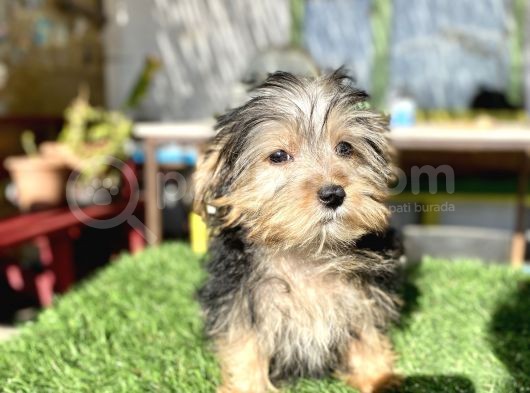 0 Numr Mini Boy Morkie Oğlumuz görsel