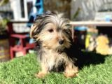 0 Numr Mini Boy Morkie Oğlumuz