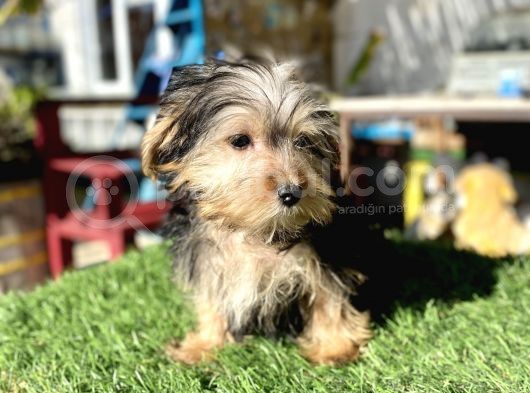 0 Numr Mini Boy Morkie Oğlumuz görsel