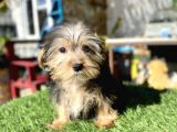 0 Numr Mini Boy Morkie Oğlumuz