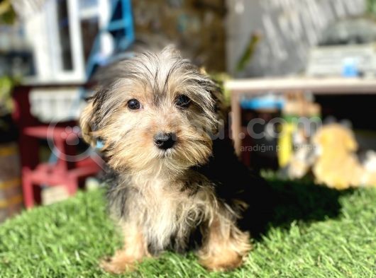 0 Numr Mini Boy Morkie Oğlumuz görsel