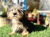 0 Numr Mini Boy Morkie Oğlumuz