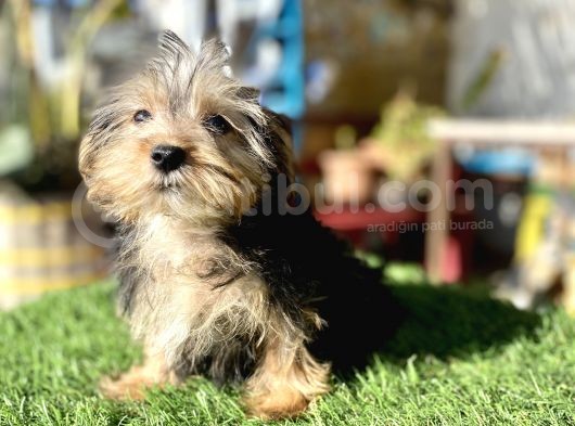 0 Numr Mini Boy Morkie Oğlumuz görsel