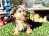 0 Numr Mini Boy Morkie Oğlumuz