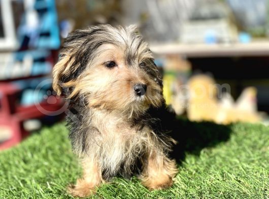 0 Numr Mini Boy Morkie Oğlumuz görsel