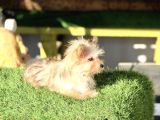 Mini Boy Morkie Kızımız