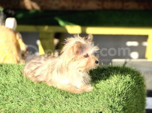 Mini Boy Morkie Kızımız görsel