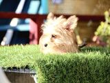 Mini Boy Morkie Kızımız