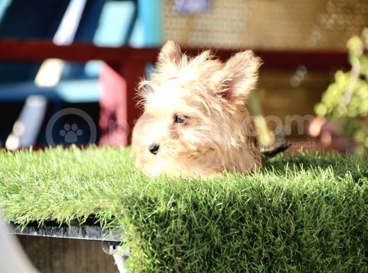 Mini Boy Morkie Kızımız görsel
