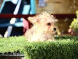 Mini Boy Morkie Kızımız