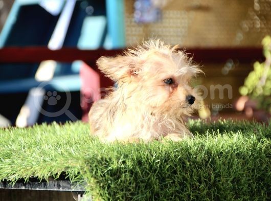 Mini Boy Morkie Kızımız görsel
