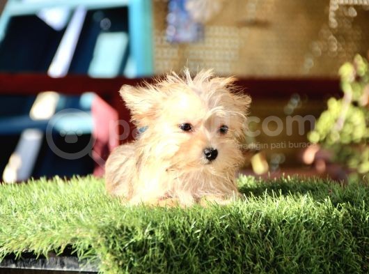 Mini Boy Morkie Kızımız görsel