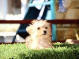 Mini Boy Morkie Kızımız