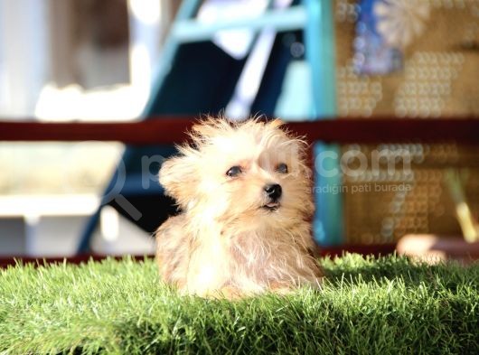 Mini Boy Morkie Kızımız görsel