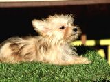 Mini Boy Morkie Kızımız