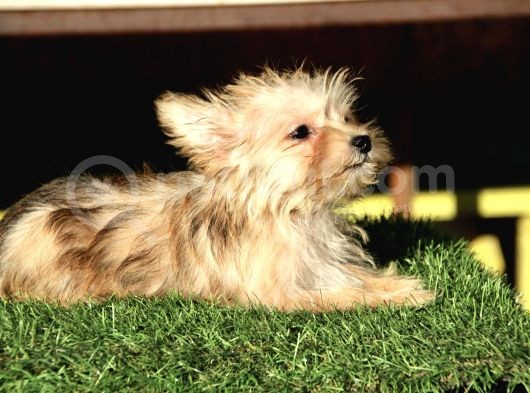 Mini Boy Morkie Kızımız görsel