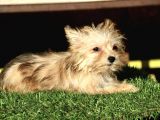 Mini Boy Morkie Kızımız