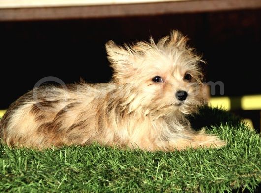 Mini Boy Morkie Kızımız görsel