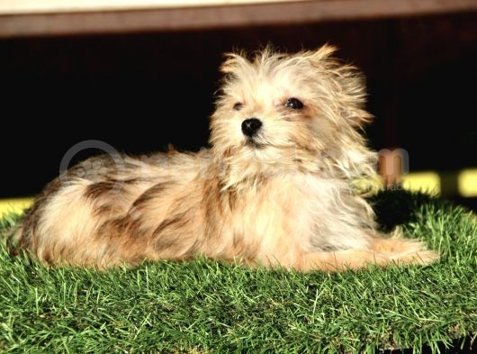Mini Boy Morkie Kızımız görsel