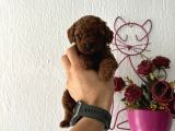 Toypodlee Dark Brwon Kore