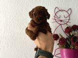 Toypodlee Dark Brwon Kore