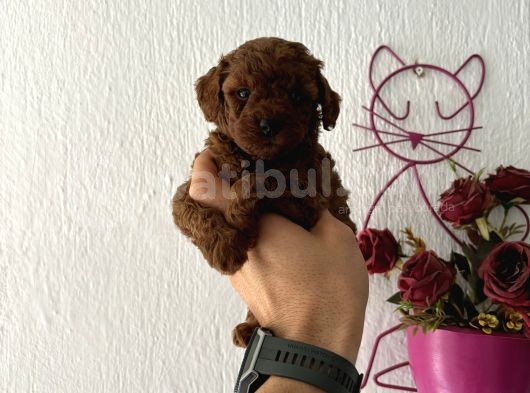 Toypodlee Dark Brwon Kore görsel
