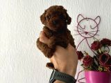 Toypodlee Dark Brwon Kore