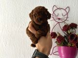 TOYPODLEE DARK BRWON KORE