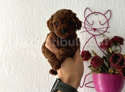 Toypodlee Dark Brwon Kore