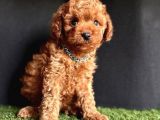 Orijinal Toy Poodle Yavrular 