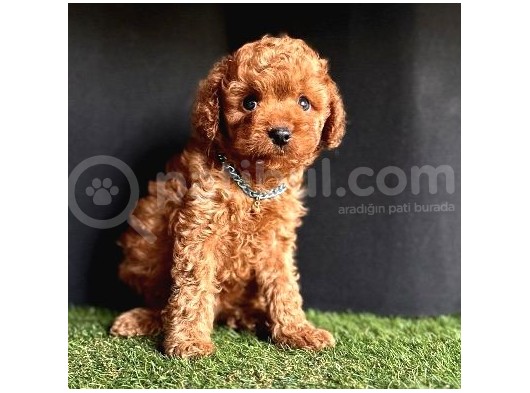 Orijinal Toy Poodle Yavrular  görsel