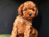 Orijinal toy poodle yavrular 