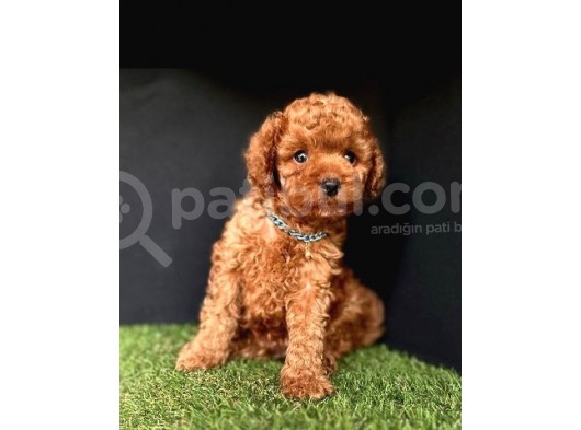 Orijinal Toy Poodle Yavrular 