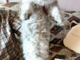 British Longhair Erkek Ay 11