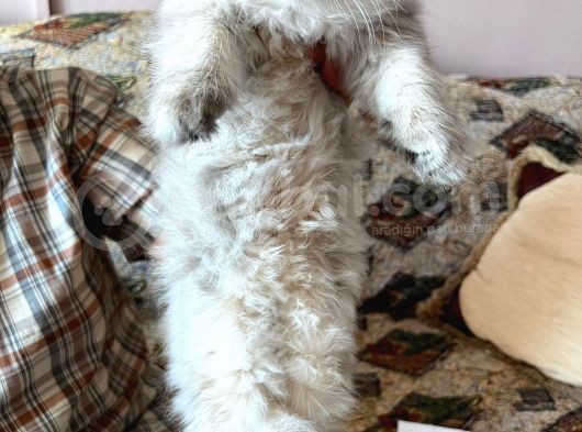British Longhair Erkek Ay 11 görsel