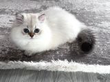 BluePoint British Longhair Erkek AY 11 33