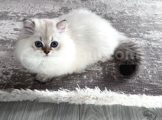 Bluepoint British Longhair Erkek Ay 11 33
