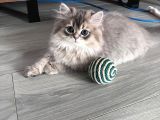 British Longhair Erkek Ay 11