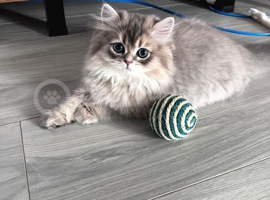 British Longhair Erkek Ay 11