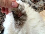 Bluepoint British Longhair Erkek Ay 11 33