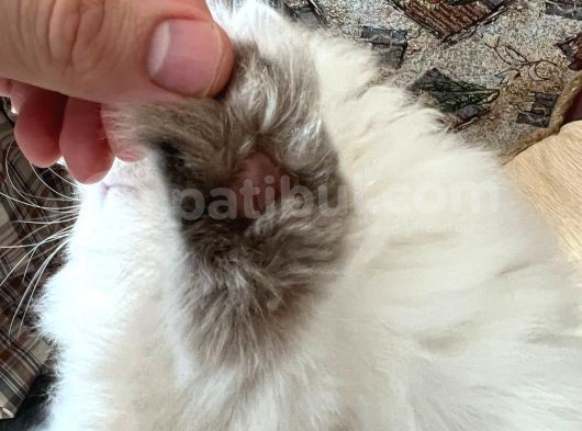 Bluepoint British Longhair Erkek Ay 11 33 görsel