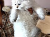 Bluepoint British Longhair Erkek Ay 11 33