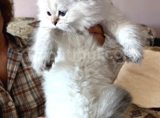 Bluepoint British Longhair Erkek Ay 11 33 görsel