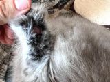 British Longhair Erkek Ay 11