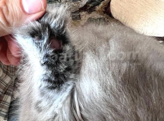 British Longhair Erkek Ay 11 görsel