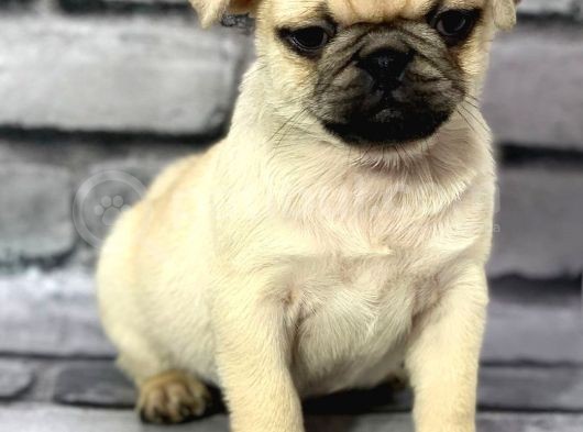 Pug Yavrularimiz Sevgi̇ Dolu Yuvalarini Ariyor görsel
